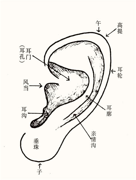 耳垂藏珠|耳垂面相算命图解